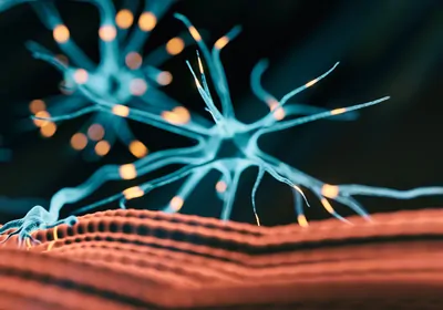 Neurons and muscle tissue Neurons and muscle tissue